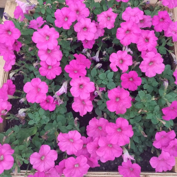 Meet your Posher, Posh - Picture 1 of 1